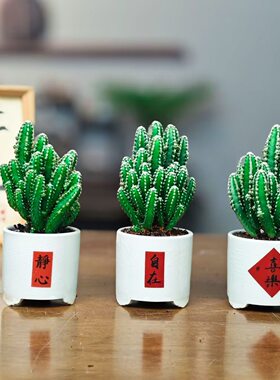 特价多肉植物仙人球金虎金冠万重山盆栽绿植花卉净化空气室内包邮