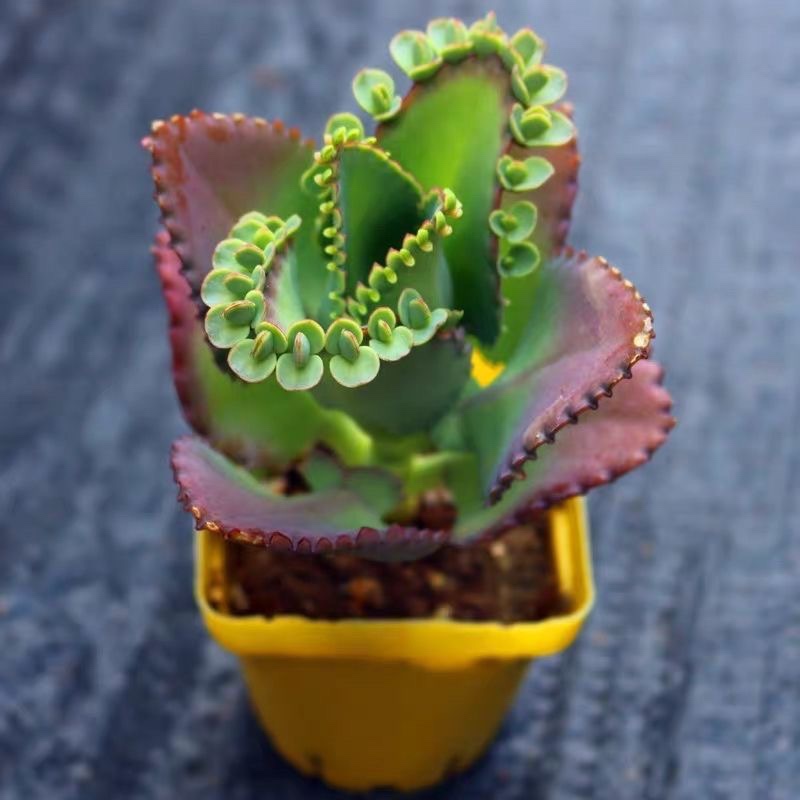 蕾丝公主不死鸟多肉植物非常好养稀有品种绿植桌面盆栽花卉