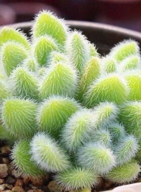 信东尼多头多肉植物组合盆栽办公室室内绿植园艺花卉新款稀有萌肉
