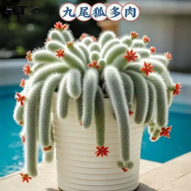 九尾狐猴尾柱多肉仙人球浓白毛九尾狐软毛 猴尾巴奇趣植物