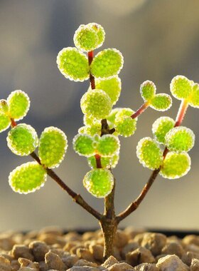 糖球米粒枝干番杏多肉植物室内稀有花卉小盆栽群生老桩四季好养活