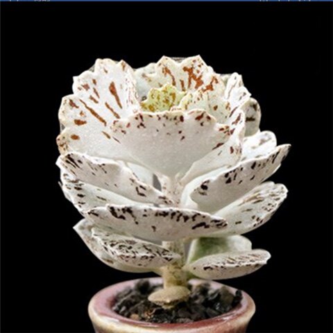 【扇雀】雀扇伽蓝菜属多肉植物萌肉肉植物花卉盆栽