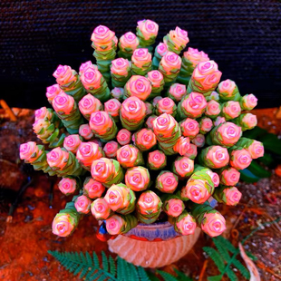 彩色钱串多肉植物室内新手好养肉肉钱串子品种盆栽花卉