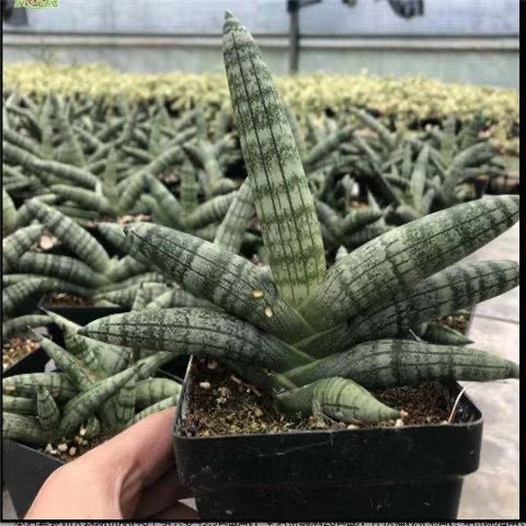 佛前香多肉 棒叶虎尾兰 白玉虎皮兰包邮 虎皮兰 植物绿植 室内