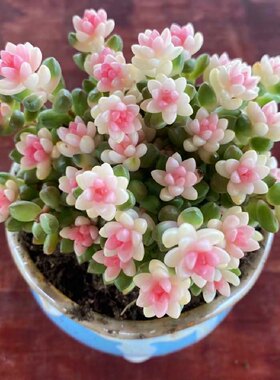 彩色赤豆锦粉色多肉植物室内精品绿植带盆栽好稀有品种花卉
