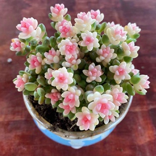 彩色赤豆锦粉色多肉植物室内精品绿植带盆栽好稀有品种花卉