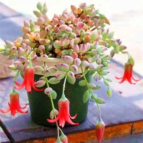 有香气的多肉植物达摩福娘现在没有带花苞室内盆栽绿植花卉吸甲醇