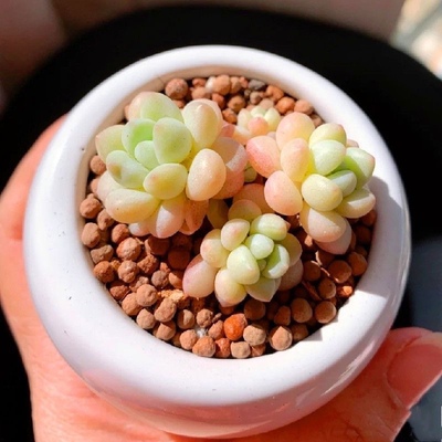 稀有贵货泡泡糖洛可可多肉植物盆栽木糖醇肉肉办公桌室内花卉