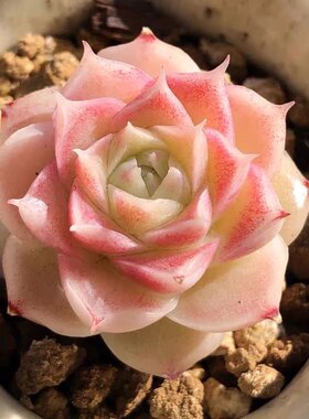 海螺姑娘多肉植物月影系杂交新品稀有品种花卉盆栽带血斑贵货多肉