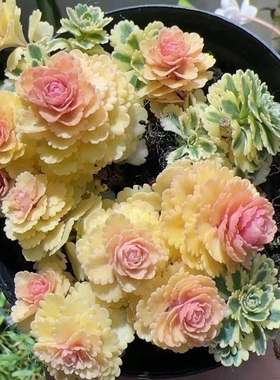 亚特兰蒂斯多肉精品懒人耐寒亚特兰蒂斯锦高颜值