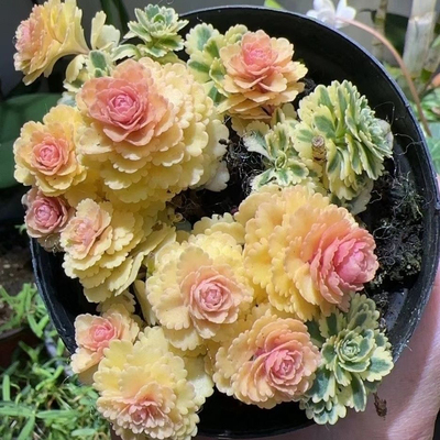 亚特兰蒂斯多肉精品懒人耐寒亚特兰蒂斯锦高颜值