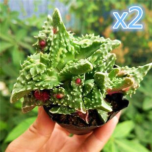 最丑多肉植物系列【红怒涛+花盆+土】红怒涛5cm 多肉办公室