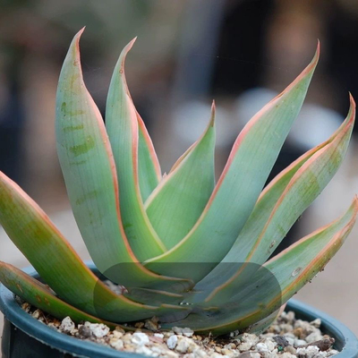 银芳芦荟 进口巨型原生超级绿植大盆栽 开花多肉植物室内稀有品种