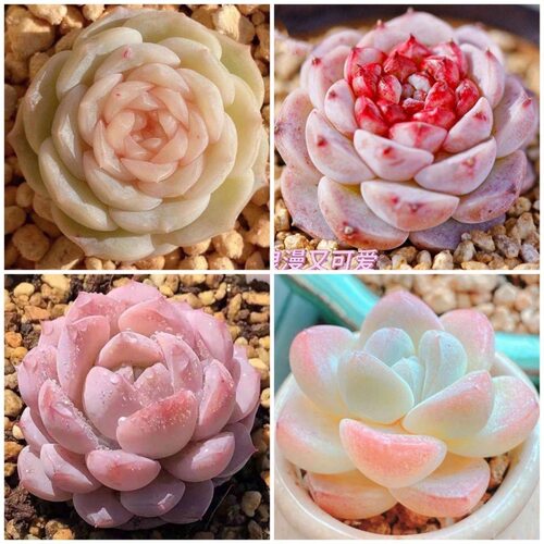 多肉植物组合天鹅绒恩宠吉娃娃红颜蜜语入门套餐好养室内阳台盆栽