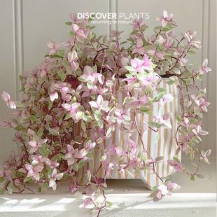 胭脂云多肉植物组合盆栽稀有品种小绿植室内花防辐射粉红女郎爆盆