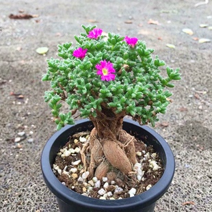 番杏科多肉植物【姬红小松】还未开花/多肉开花/花卉盆栽