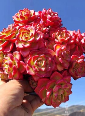 火焰蒂亚云南露养群生老桩多肉植物 新手多肉 萌肉肉组合盆
