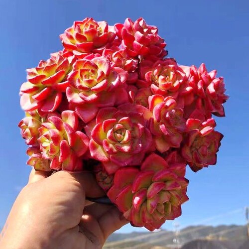 火焰蒂亚云南露养群生老桩多肉植物 新手多肉 萌肉肉组合盆