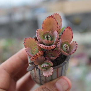 不死鸟落地生根蕾丝公主多肉植物群多头绿植盆栽庭院含盆土