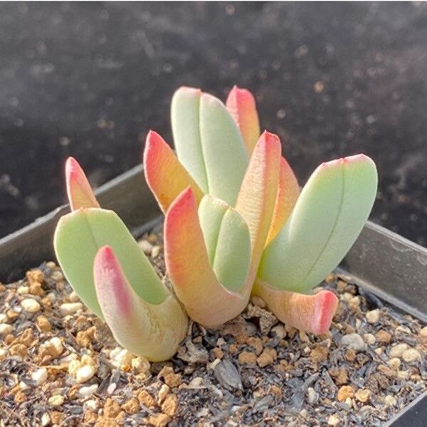 多肉三色虾钳秋琴玉番杏科多肉植物藻玲玉属多头群生