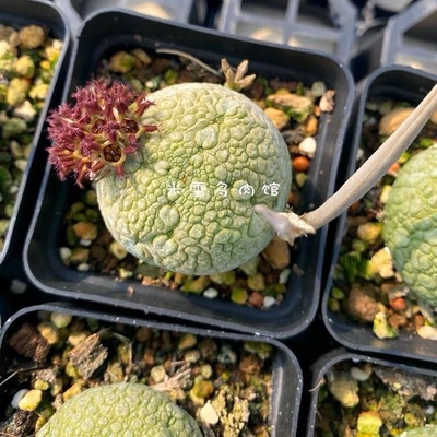 凝蹄玉 萝藦科实生籽播多肉植物稀有珍贵品种开花仙人球
