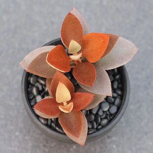 稀有罕见金景天稀有橙色金兔耳伽蓝菜属多肉植物组合盆栽萌肉肉