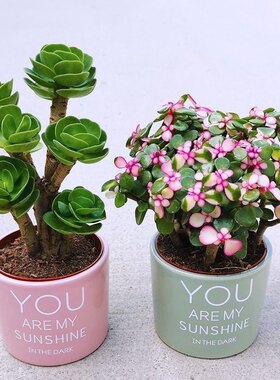 财运满满多肉植物盆栽室内绿植花卉客厅桌面好养植物礼物花