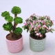 财运满满多肉植物盆栽室内绿植花卉客厅桌面好养植物礼物花