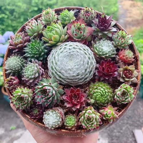 爱德华长生草多头盆栽多肉群生植物易爆室内观音花卉牡丹橘子组合