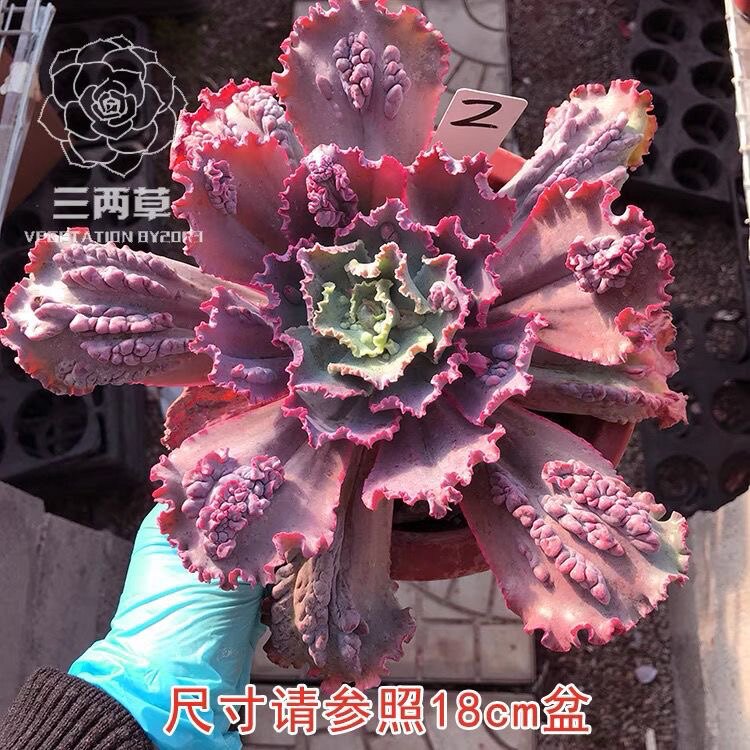 瘤子包菜嘉年华多肉植物稀贵货大棚直销包菜嘉年华新手组合套餐