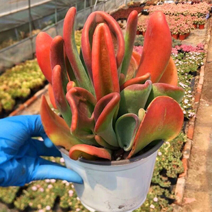 火狐狸多肉植物老桩稀有多肉办公室桌面贵货绿植花卉盆栽多肉高档