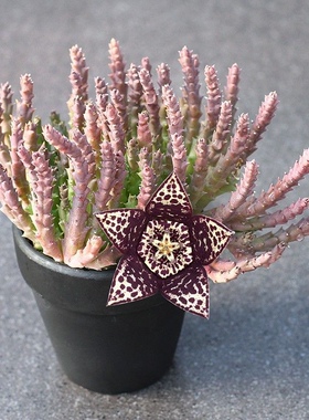 萝藦科多肉【小牛角多肉原盆载好发货】无刺仙人球开花美丽盆栽