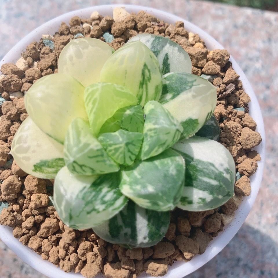 十二卷玉露锦玛琳锦颜色霓虹灯玉露姬寿锦 极上斑均匀 苏州玉露锦