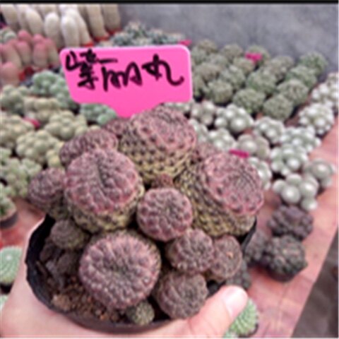 仙人球欧州进口 多肉植物橙宝山紫丽丸清仓【青蛙王子】