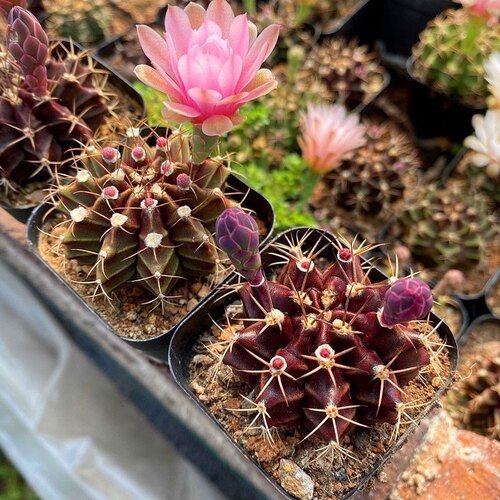 特价 紫星牡丹仙人球精品多肉植物开花仙人掌植物盆栽绿植