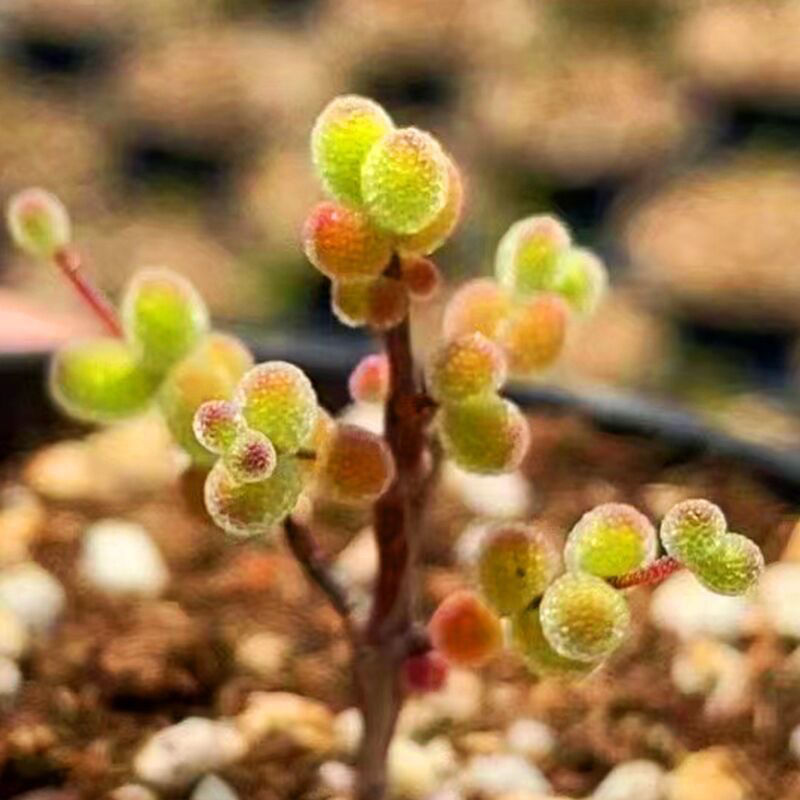 多肉植物米粒枝干番杏糖球肉肉植物办公室桌面超萌肉肉花卉小盆栽