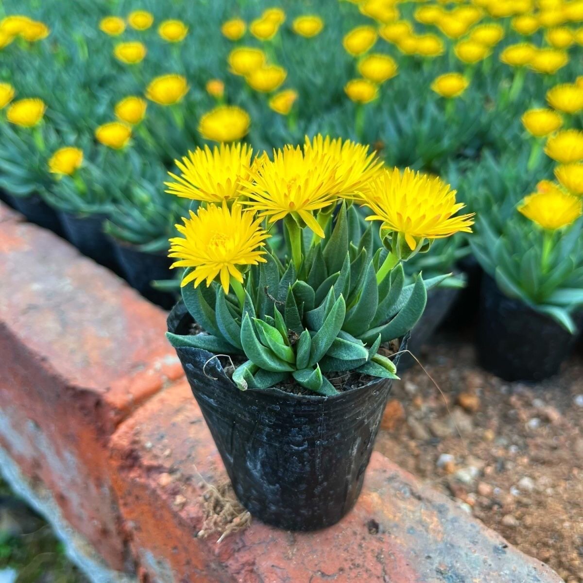 开花多肉植物黄花照波四季肉肉办公室内桌面绿植花卉盆栽