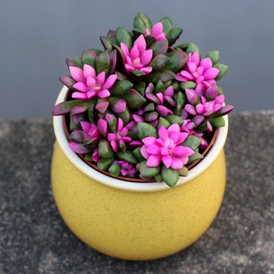 吹雪吉祥如意之松多肉群生植物室内盆栽绿植花卉好养