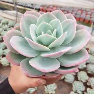 白凤多肉老桩大单头粗桩好养肉肉植物碧桃玉蝶石莲花属包邮