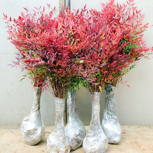 火焰南天竹盆景老桩树苗庭院南天竹室内客厅阳台耐寒耐冻一件