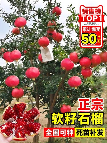 石榴树苗番石突尼斯软籽无子四季庭院盆景栽特大甜带土石榴果树苗