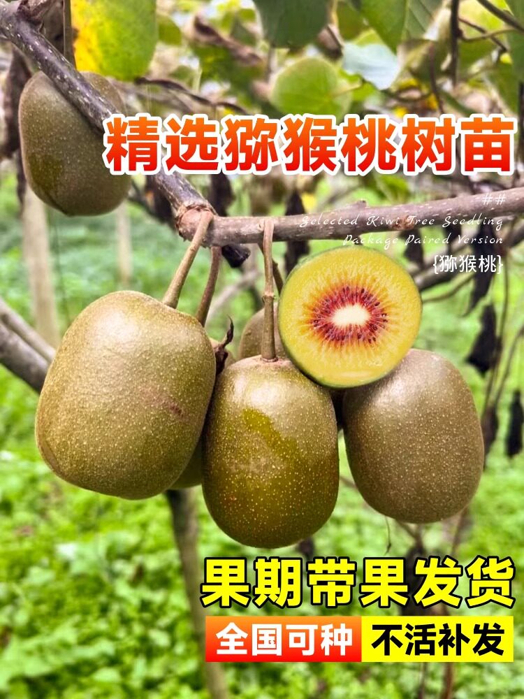 猕猴桃树果苗红心软枣徐香弥猴桃苗公母同株南方北方奇异果猕猴苗