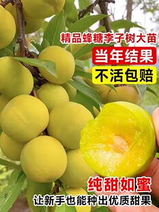 正宗蜂糖李子树苗贵州脱骨李子树苗早熟南方北方地栽盆栽当年结果