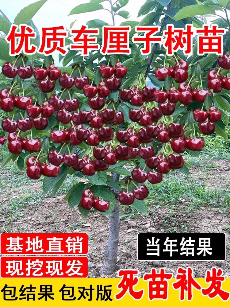 车厘子树苗特大樱桃树苖南方北方四季种植盆栽地栽别墅庭院果树苗,3C数码配件,送话器,淘宝优惠券,粉丝福利购,淘宝优惠卷