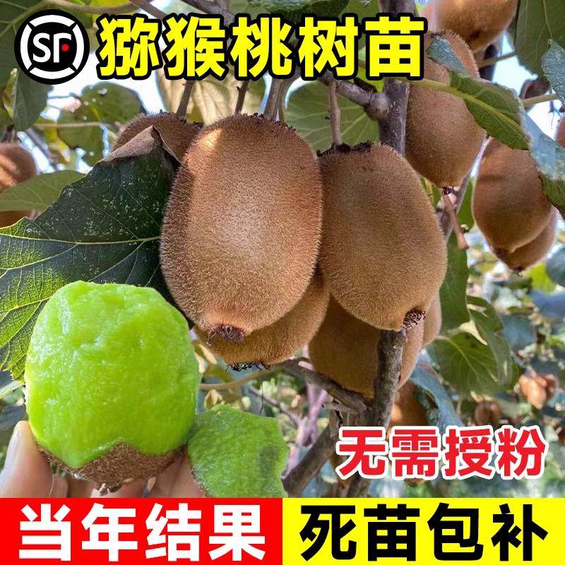 红心猕猴桃树果苗徐香猕猴桃苗软活页胶圈