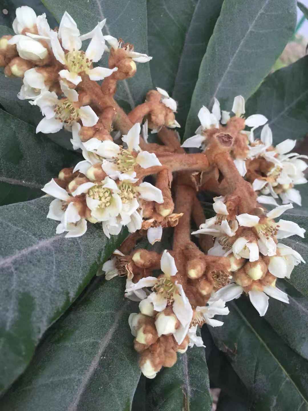 枇杷花 新鲜现采现发的枇杷花 泡茶 可代熬 500g 买二送一