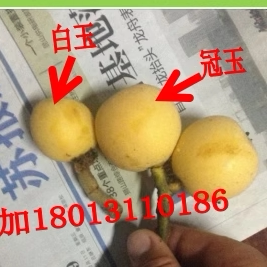 苏州东山冠玉枇杷大果5斤装香甜枇杷 坏包赔顺丰包邮纯甜