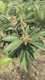 苏州东山白玉枇杷树苗枇杷苗超甜品种带土包发包活已嫁接可带花苞