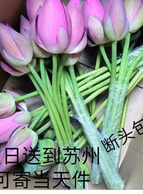 现采粉色荷花带杆子新鲜白色荷花荷叶发货新鲜莲蓬可开发票坏包赔