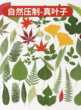 真树叶粘贴画植物标本绿叶套装diy材料包叶子压花手工书签干花